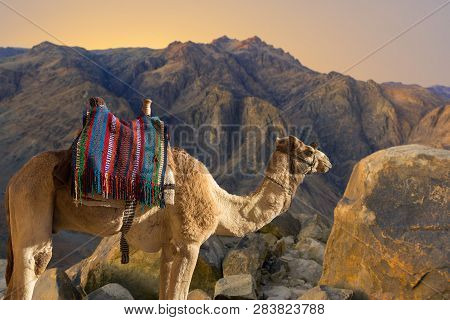 Silhouette Dromedar Camel On The Background Of The Mountain Of St. Moses, Egypt, Sinai