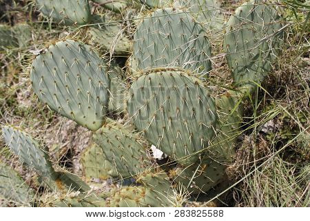 Fruits Of Opuntia Ficus-indica A Species Of Cactus Big Plant Of Opuntia Ficus-indica.