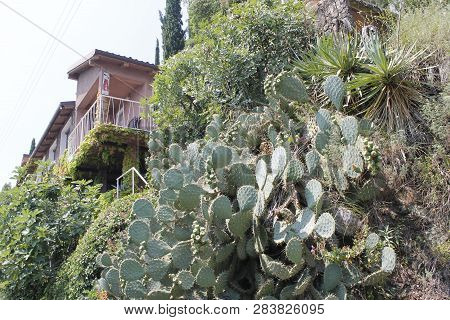 Fruits Of Opuntia Ficus-indica A Species Of Cactus Big Plant Of Opuntia Ficus-indica.