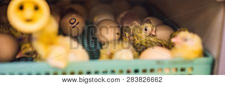 Large Group Of Newly Hatched Chicks On A Chicken Farm Banner, Long Format