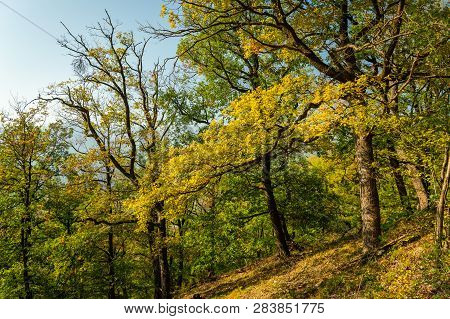 Path Through A Decidious Forest With Colored Leaves In Autumn