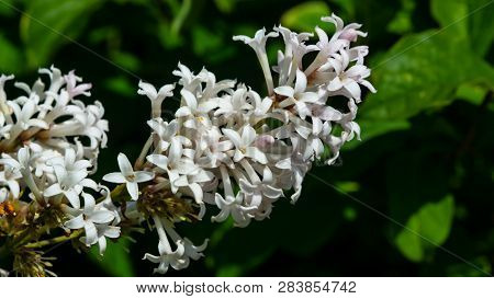 Blossom Persian Lilac Or Syringa Persica Macro, Selective Focus, Shallow Dof