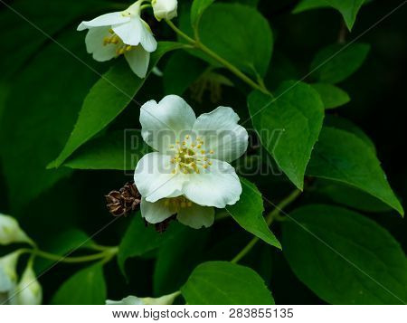 White Flowers On Mock-orange Shrub With Bokeh Background, Macro, Selective Focus, Shallow Dof