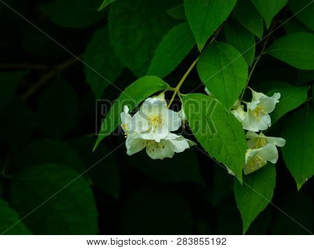 White Flowers On Mock-orange Shrub With Bokeh Background, Macro, Selective Focus, Shallow Dof