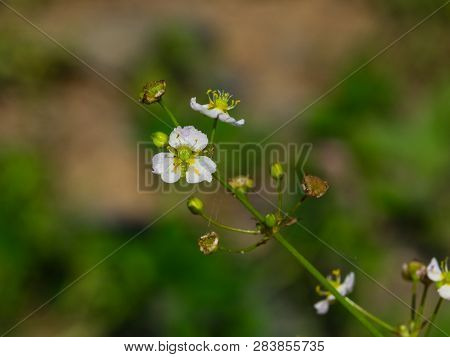 Flower Of European Water-plantain Or Alisma Plantago-aquatica Close-up, Selective Focus, Shallow Dof
