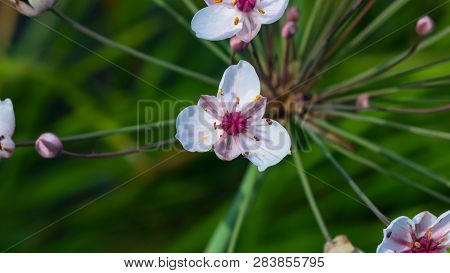 Flowers Flowering Rush Or Butomus Umbellatus At Pond Macro, Selective Focus, Shallow Dof