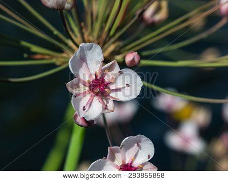 Blooming Flowering Rush Or Butomus Umbellatus At Pond Macro, Selective Focus, Shallow Dof
