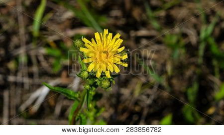 Flower Of Crepis Tectorum Or Narrowleaf Hawksbeard Close-up With Bokeh Background, Selective Focus, 