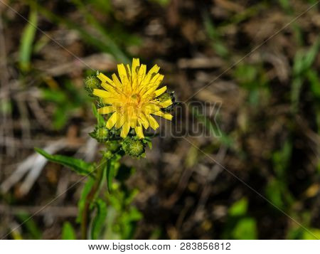 Flower Of Crepis Tectorum Or Narrowleaf Hawksbeard Close-up With Bokeh Background, Selective Focus, 
