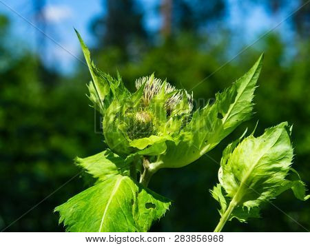 Blooming Cabbage Or Siberian Thistle, Cirsium Oleraceum, Flowers, Bud And Leaves Close-up, Selective