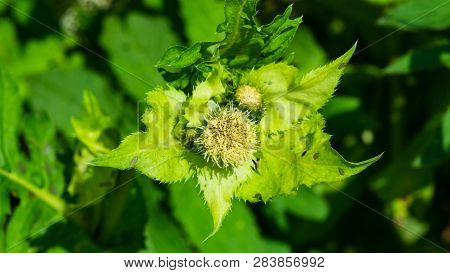 Blooming Cabbage Or Siberian Thistle, Cirsium Oleraceum, Flowers, Bud And Leaves Close-up, Selective