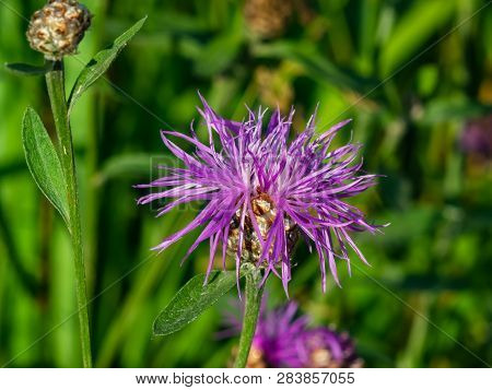 Flower Of Brown Knapweed Or Centaurea Jacea Macro, Selective Focus, Shallow Dof