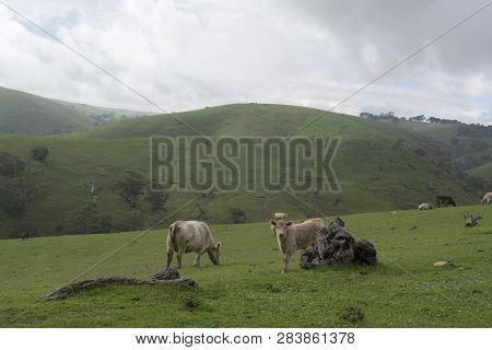 Random Farming Land With Grazing Cattle Near Myponga Beach In The Fleurieu Peninsula, South Australi