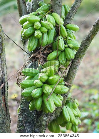 Green Fruit Bilimbi Bilimbing Cucumber Tree Sour