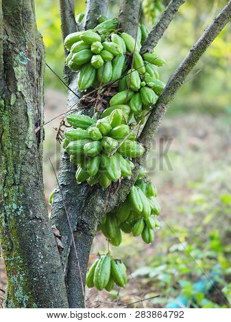 Green Fruit Bilimbi Bilimbing Cucumber Tree Sour