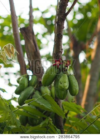 Green Fruit Bilimbi Bilimbing Cucumber Tree Sour