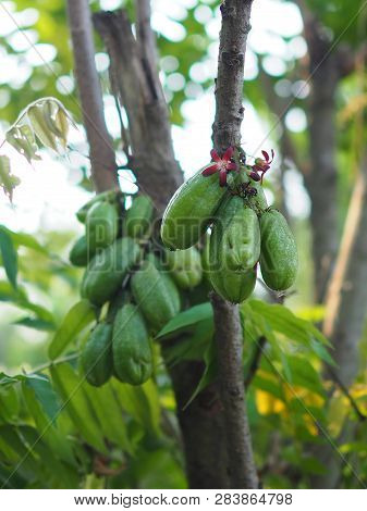 Green Fruit Bilimbi Bilimbing Cucumber Tree Sour