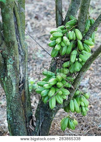 Green Fruit Bilimbi Bilimbing Cucumber Tree Sour