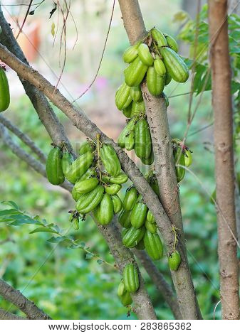Green Fruit Bilimbi Bilimbing Cucumber Tree Sour