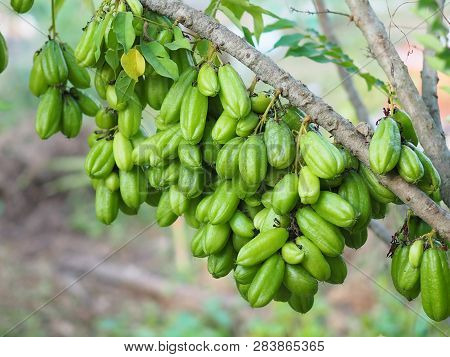 Green Fruit Bilimbi Bilimbing Cucumber Tree Sour