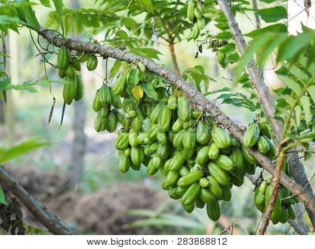 Green Fruit Bilimbi Bilimbing Cucumber Tree Sour
