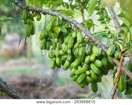 Green Fruit Bilimbi Bilimbing Cucumber Tree Sour