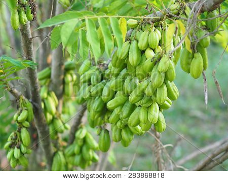 Green Fruit Bilimbi Bilimbing Cucumber Tree Sour