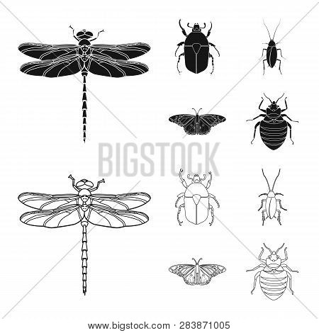 Vector Illustration Of Insect And Fly Symbol. Set Of Insect And Element Vector Icon For Stock.