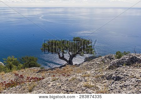 Relict Juniper Tree (juniperus Excelsa) On A Cliff Above The Sea. Novyy Svet, Crimea, Sunny Day In S