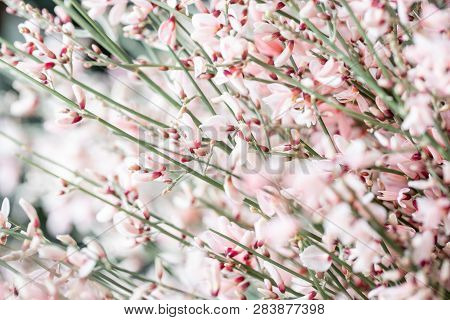 Close Up Bouquet In A Glass Vase Of Light Pink Genista Cytisus Flowers. Pastel Color. Spring Floweri
