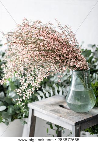 Bouquet In A Glass Vase Of Light Pink Genista Cytisus Flowers. Pastel Color. Spring Flowering Plant 