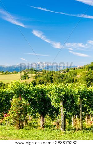 vineyard, Jurancon, France