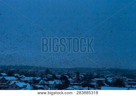 Lot Of Birds Black Silhouettes Flying In Dark Blue Sky Over Night City, Blue Hour Time. Flock Of Cro