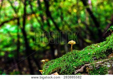 Small Yellow Mushrooms In Enchanted Forest. Little Fungus Growing In Green Moss. Tiny Toadstool In S