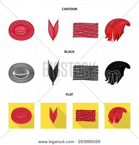 Isolated Object Of Fiber And Muscular Icon. Collection Of Fiber And Body  Vector Icon For Stock.