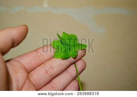 Woman Hand Holding Clover - St Patricks Day Concept