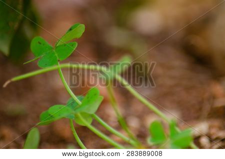 Macro Shoot Of The Clover Leafs In The Garden