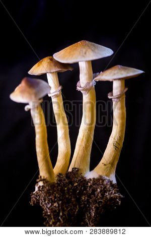 Psilocybe cubensis - four fresh magic mushrooms in soil with a black background