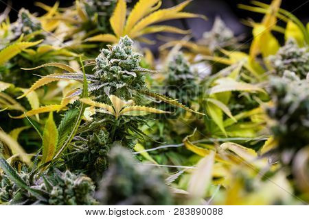 Legal cannabis grow room series - Marijuana growing and cultivation large bud with terpenes