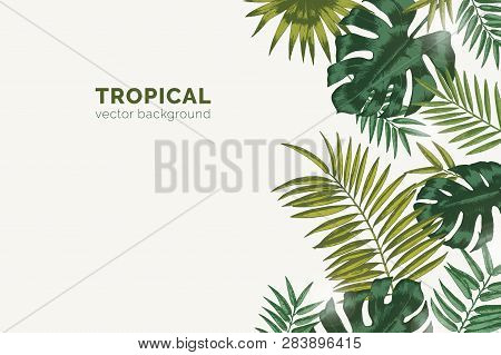 Summer Paradise Background With Exotic Palm Tree Branches And Tropical Monstera Leaves. Natural Hori