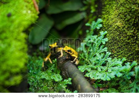 Golden Poison Arrow Frog (Phyllobates terribilis). Colourful bright yellow tropical frog