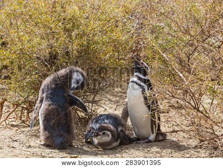 Magellanic Penguin (Spheniscus magellanicus) in Patagonia