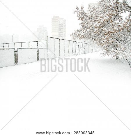 Winter beauty. Park with Trees covered with Snow. Solitude concept. Snowfall seasonal beauty