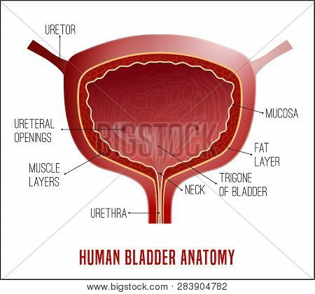 Urinary Bladder. Human Organ Anatomy. Editable Vector Illustration In Realistic Style Isolated On Wh