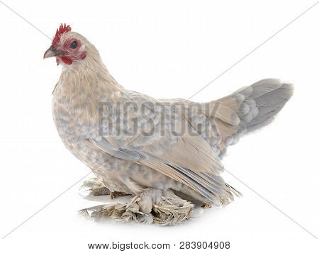 Dutch Booted Bantam In Front Of White Background