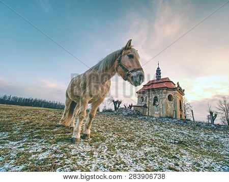Horse Feeding On Meadow In Winter Day. Old Church Or Chapel On Hill In Background.