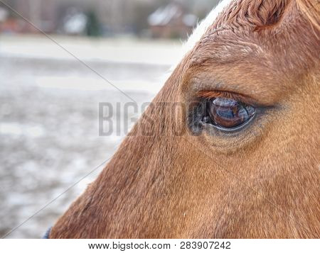 Close Up Of  Brown Horse Eye And His Face With Shallow Depth Of Field