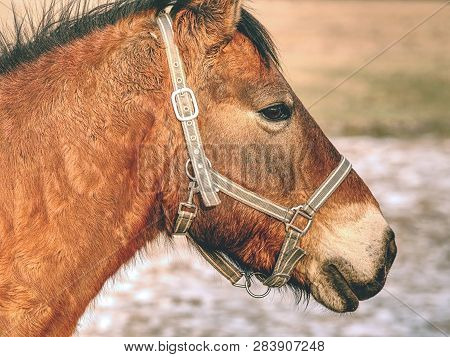 Head Of Horse With Halter. Brown Horse With Winter Fur Stand On Pasture With Old Worn Halter On Head