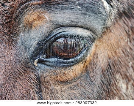 Close Up Of  Brown Horse Eye And His Face With Shallow Depth Of Field