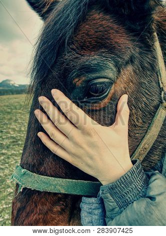 Close Up Of  Brown Horse Eye And His Face With Shallow Depth Of Field